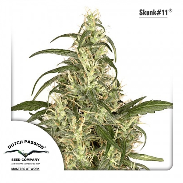 Skunk 11 (Dutch Passion) Feminiserede