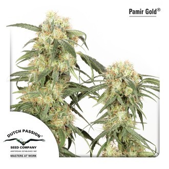 Pamir Gold (Dutch Passion) Feminiserede
