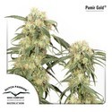 Pamir Gold (Dutch Passion) Feminiserede