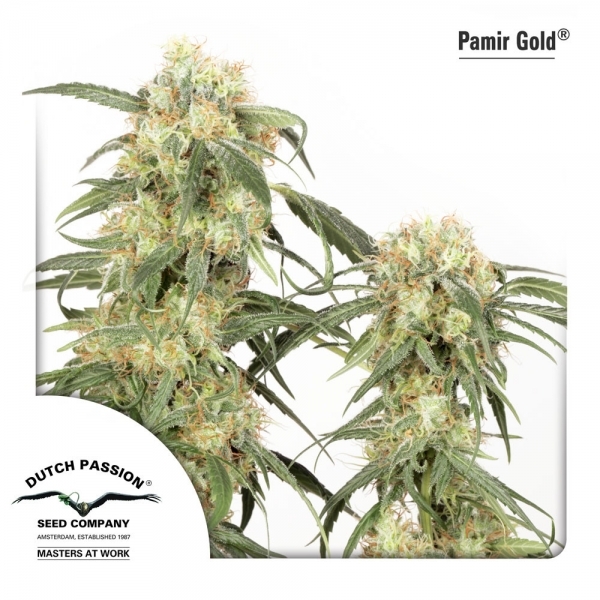 Pamir Gold (Dutch Passion) Feminiserede