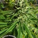 Pamir Gold (Dutch Passion) Feminiserede