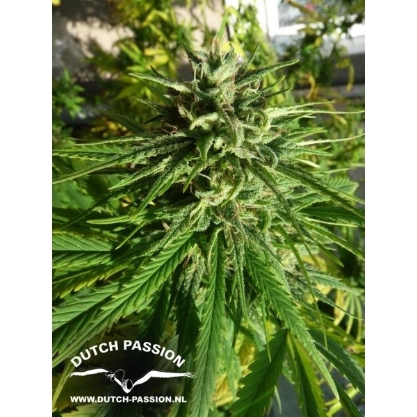 Pamir Gold (Dutch Passion) Feminiserede