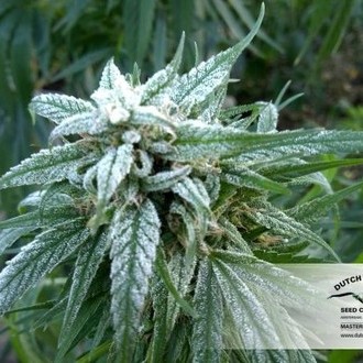 Pamir Gold (Dutch Passion) Feminiserede
