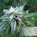 Pamir Gold (Dutch Passion) Feminiserede