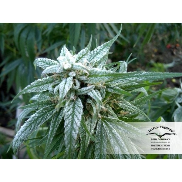 Pamir Gold (Dutch Passion) Feminiserede