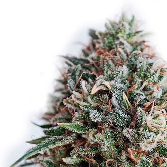 CBD+ Critical 47 (Positronics) feminiserede cannabisfr&oslash;