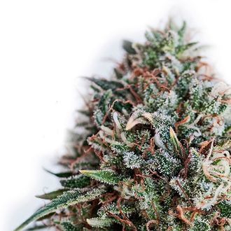 CBD+ Critical 47 (Positronics) Feminiserede