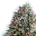 CBD+ Critical 47 (Positronics) Feminiserede