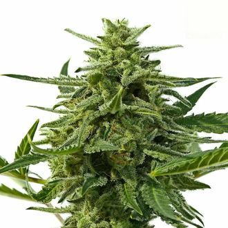 Northern Haze Auto (Positronics) Feminiserede