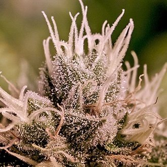 Jack Diesel Auto (Positronics) Feminiserede