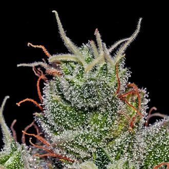 Supercheese Auto (Positronics) Feminiserede
