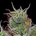 Supercheese Auto (Positronics) Feminiserede