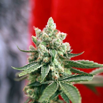 Guayaka (Reggae Seeds) regul&aelig;r