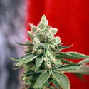 Guayaka (Reggae Seeds) regulær