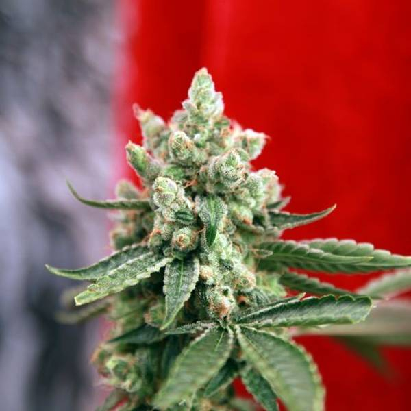 Guayaka (Reggae Seeds) regulær