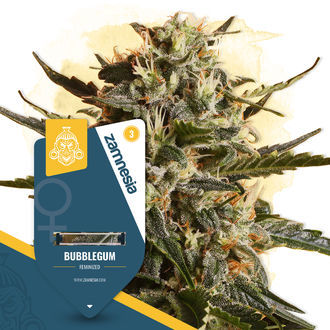 Bubblegum (Zamnesia Seeds) Feminiserede