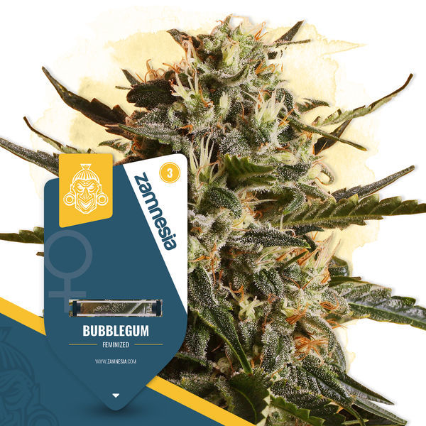 Bubblegum (Zamnesia Seeds) Feminiserede