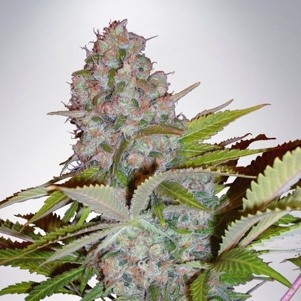 Auto Cheese NL (Ministry of Cannabis) Feminiserede