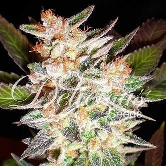 Delicious Candy Auto (Delicious Seeds) feminiserede