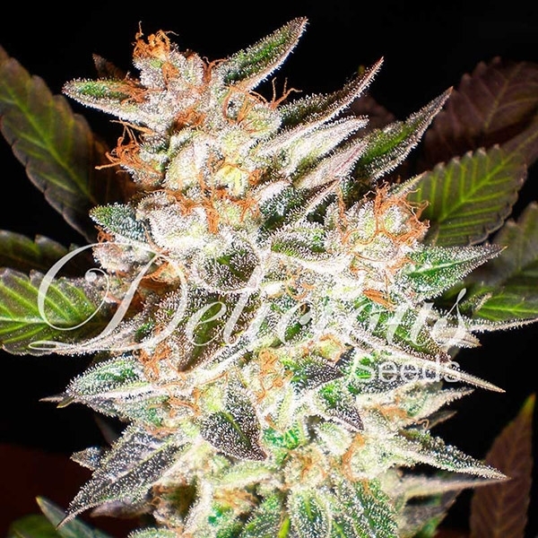Delicious Candy Auto (Delicious Seeds) Feminiserede