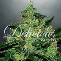 Critical Jack Herer Auto (Delicious Seeds) Feminiserede