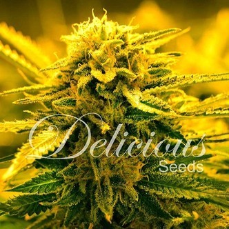 Sugar Black Rose Auto (Delicious Seeds) feminiserede