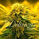 Sugar Black Rose Auto (Delicious Seeds) Feminiserede