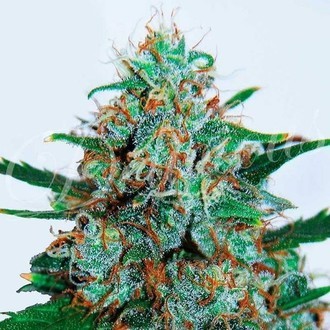 Critical Neville Haze Auto (Delicious Seeds) Feminiserede