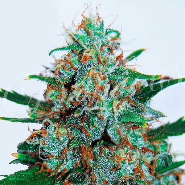 Critical Neville Haze Auto (Delicious Seeds) Feminiserede