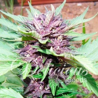 Auto Dark Purple (Delicious Seeds) Feminiserede
