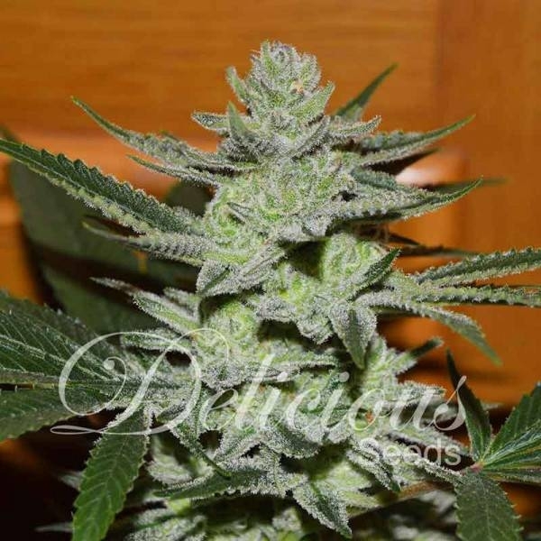 Unknown Kush (Delicious Seeds) Feminiserede
