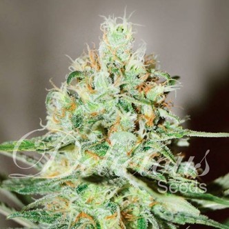 J&auml;gg Kush (Delicious Seeds) feminiserede cannabisfr&oslash;