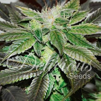 Sugar Candy (Delicious Seeds) Feminiserede