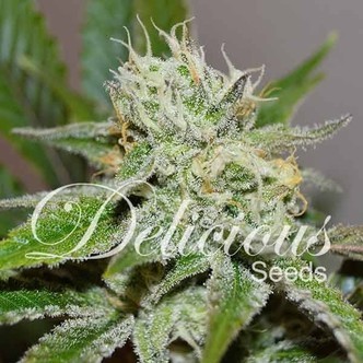 Original Juan Herer (Delicious Seeds) feminiserede cannabisfr&oslash;