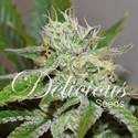 Original Juan Herer (Delicious Seeds) Feminiserede
