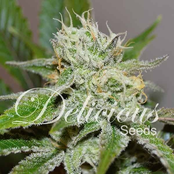 Original Juan Herer (Delicious Seeds) Feminiserede