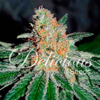 CBD Jam (Delicious Seeds) Feminiserede