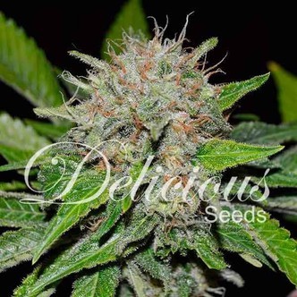 Deep Mandarin (Delicious Seeds) feminiserede cannabisfr&oslash;