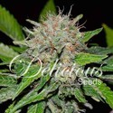 Deep Mandarine (Delicious Seeds) Feminiserede