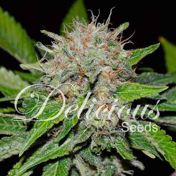 Deep Mandarine (Delicious Seeds) Feminiserede