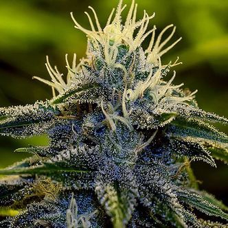 Afghan Express (Positronics) feminiseret
