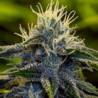 Afghan Auto (Positronics) Feminiserede