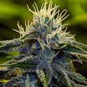 Afghan Auto (Positronics) Feminiserede