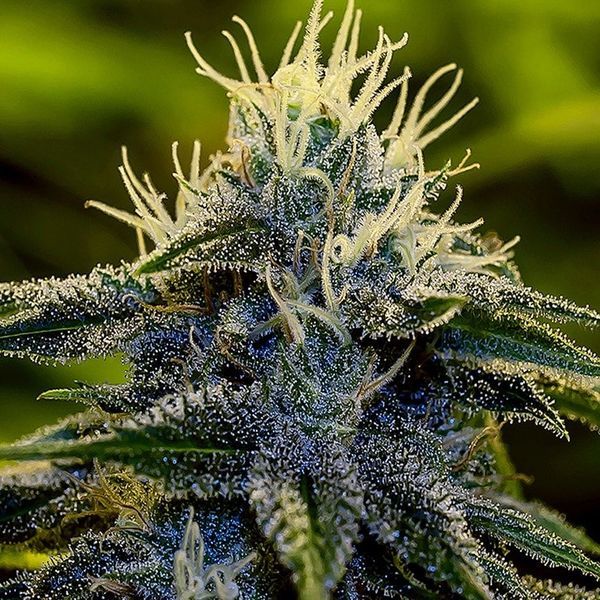 Afghan Auto (Positronics) Feminiserede