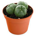 Peyote med 3 klaser (Lophophora williamsii)