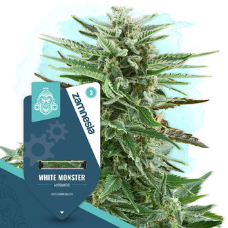 White Monster Autoflower (Zamnesia Seeds) Feminiserede