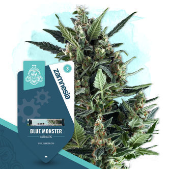 Blue Monster Automatic (Zamnesia Seeds) feminiserede