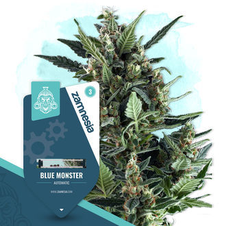Blue Monster Autoflower (Zamnesia Seeds) Feminiserede