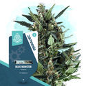 Blue Monster Autoflower (Zamnesia Seeds) Feminiserede