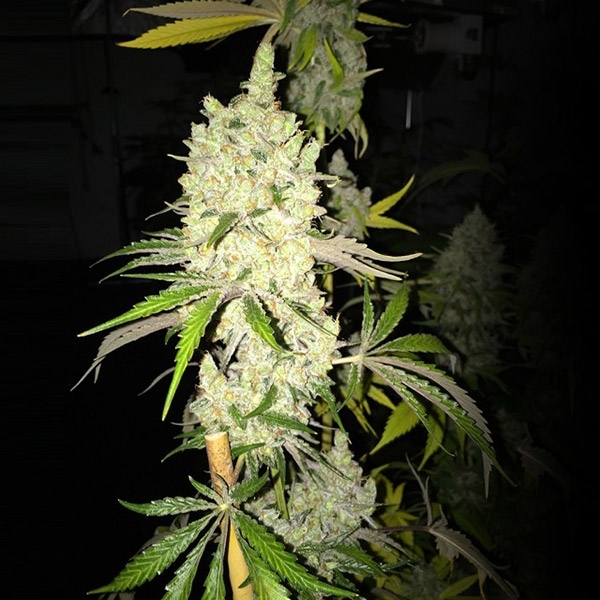 Tangie Ghost Train (Little Chief Collabs) Feminiserede